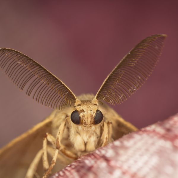 Rug Moth Treatment in St. Petersburg FL