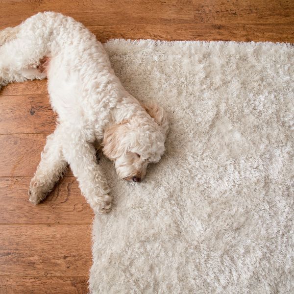 Rug Protectant in Tarpon Springs FL