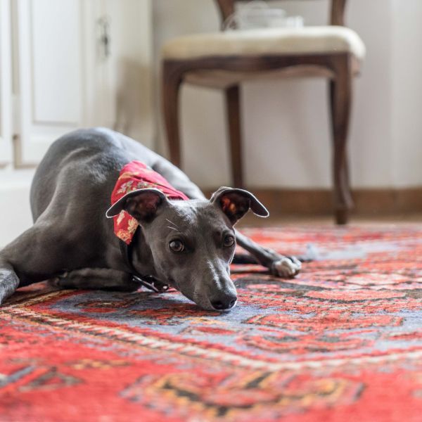 Pet Odor Removal in Apollo Beach FL